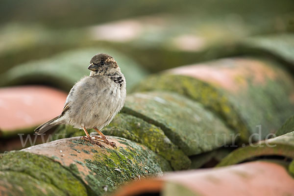 Haussperling (Passer domesticus)