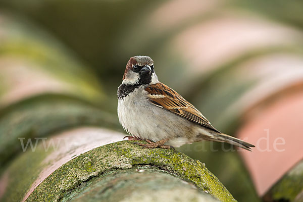 Haussperling (Passer domesticus)