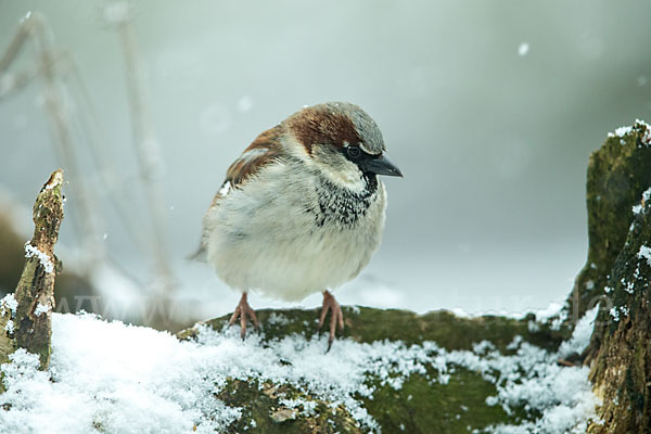 Haussperling (Passer domesticus)