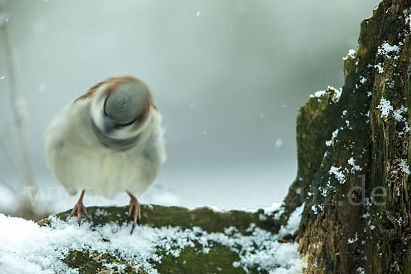 Haussperling (Passer domesticus)