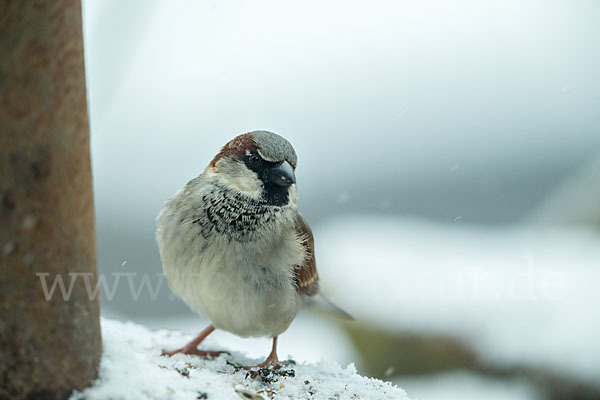 Haussperling (Passer domesticus)