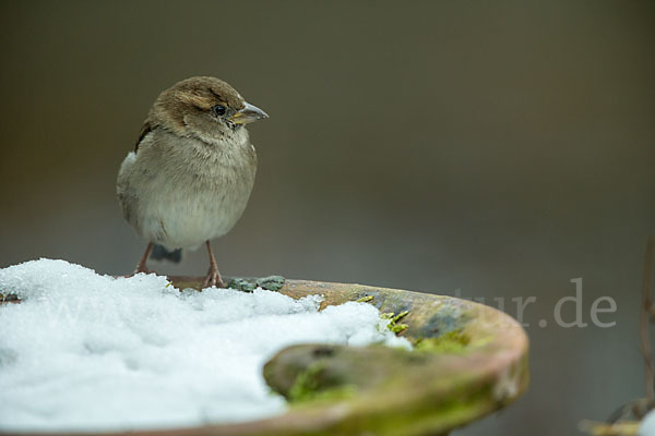 Haussperling (Passer domesticus)