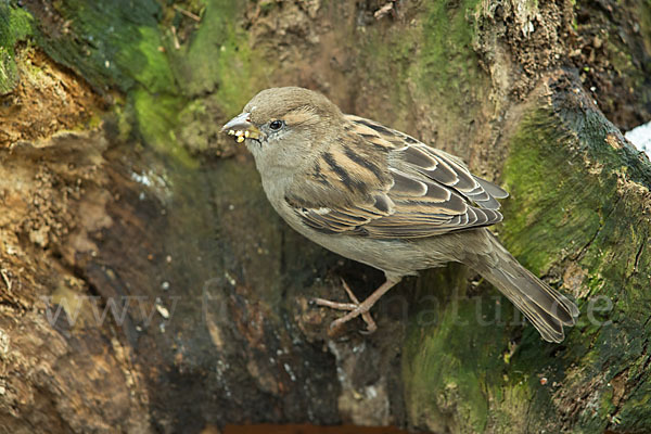 Haussperling (Passer domesticus)