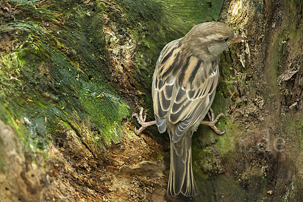 Haussperling (Passer domesticus)