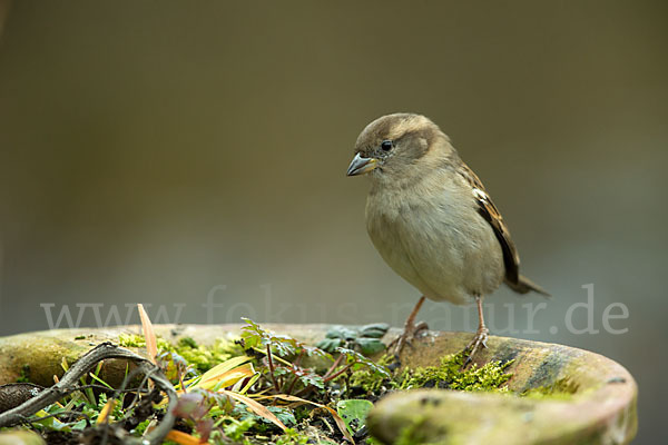 Haussperling (Passer domesticus)