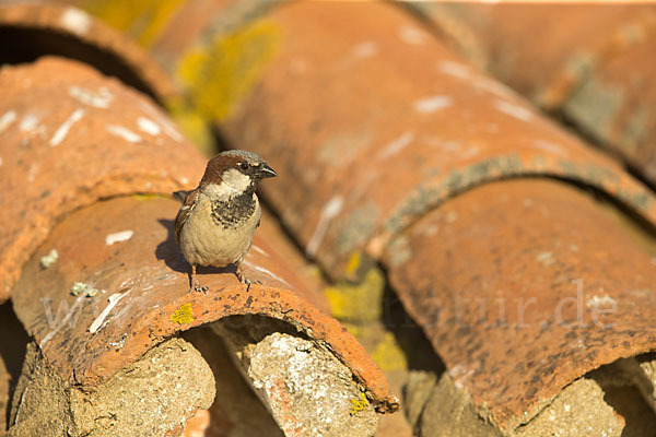 Haussperling (Passer domesticus)