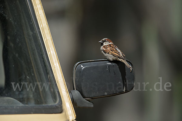 Haussperling (Passer domesticus)