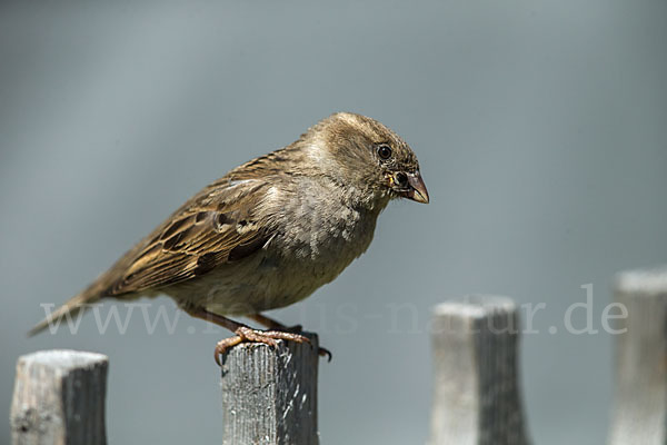 Haussperling (Passer domesticus)