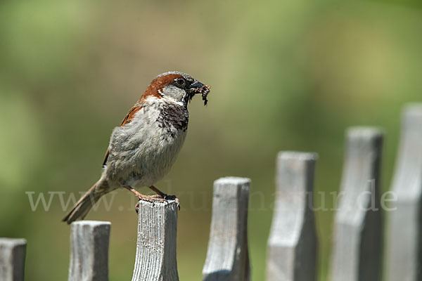 Haussperling (Passer domesticus)