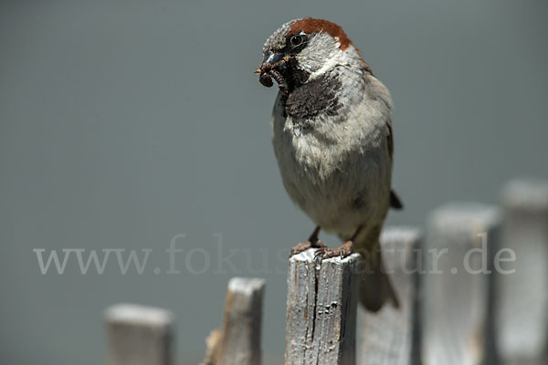 Haussperling (Passer domesticus)