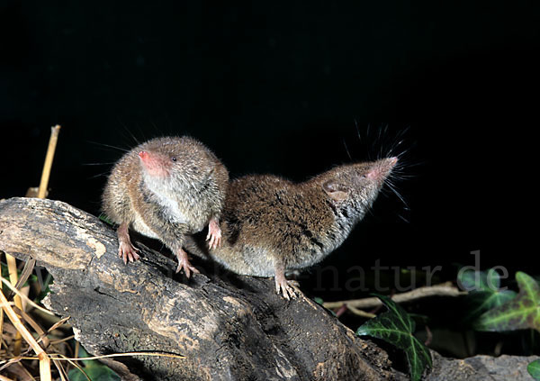 Hausspitzmaus (Crocidura russula)