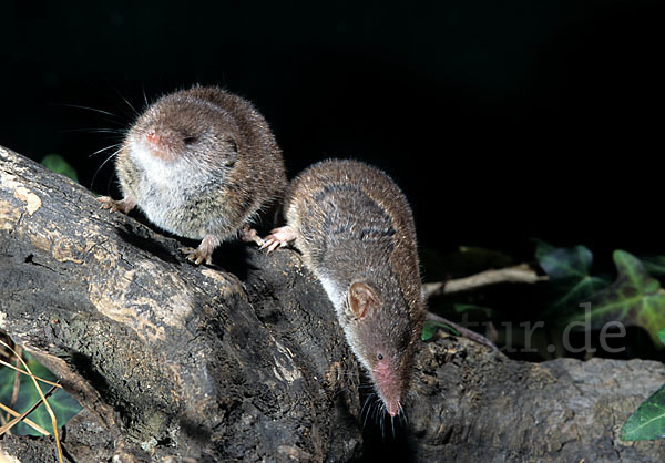 Hausspitzmaus (Crocidura russula)