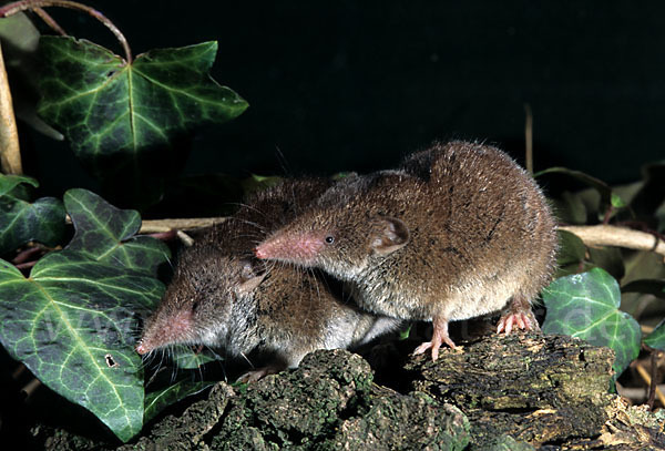 Hausspitzmaus (Crocidura russula)