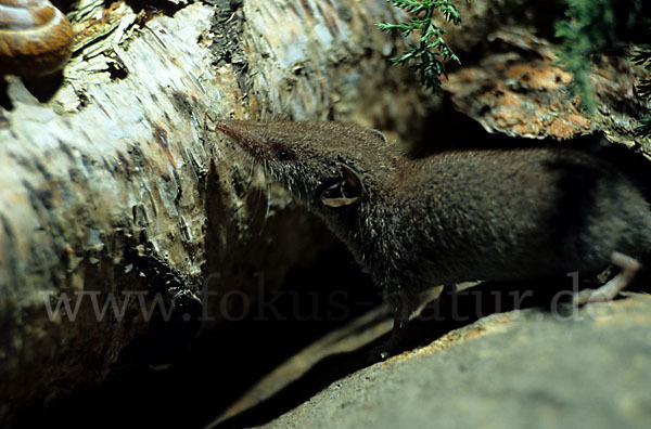 Hausspitzmaus (Crocidura russula)