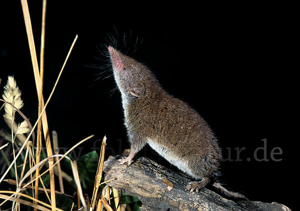 Hausspitzmaus (Crocidura russula)