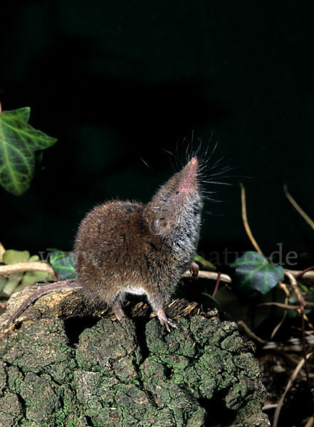 Hausspitzmaus (Crocidura russula)