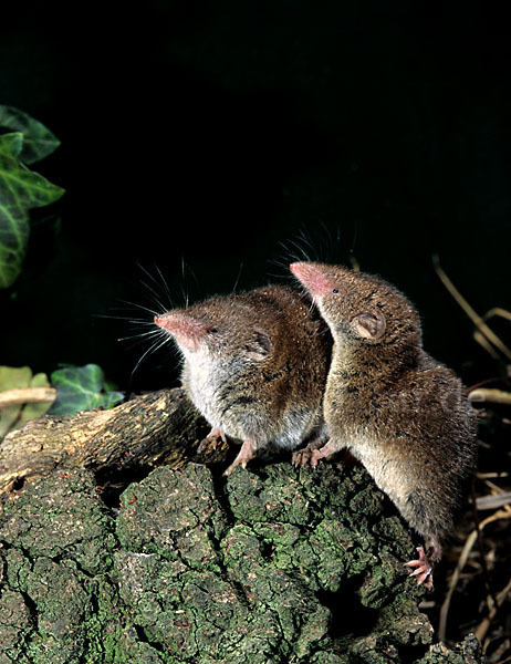 Hausspitzmaus (Crocidura russula)