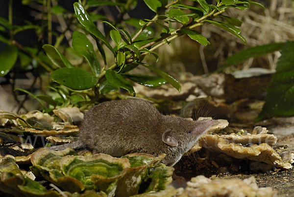 Hausspitzmaus (Crocidura russula)