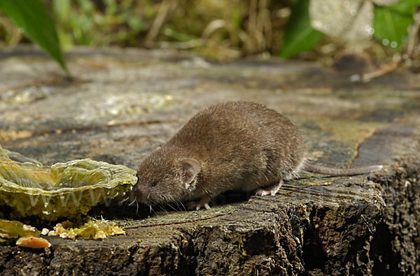 Hausspitzmaus (Crocidura russula)