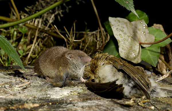 Hausspitzmaus (Crocidura russula)