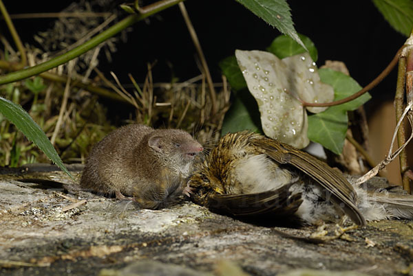 Hausspitzmaus (Crocidura russula)