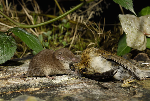 Hausspitzmaus (Crocidura russula)