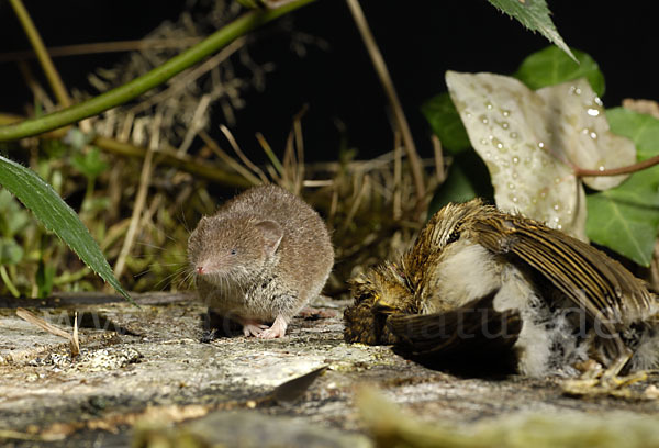 Hausspitzmaus (Crocidura russula)