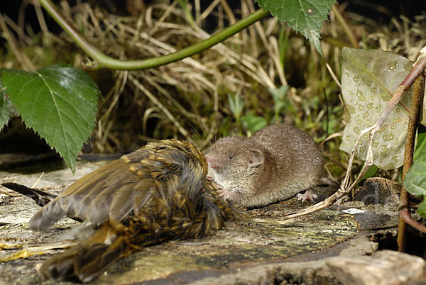 Hausspitzmaus (Crocidura russula)