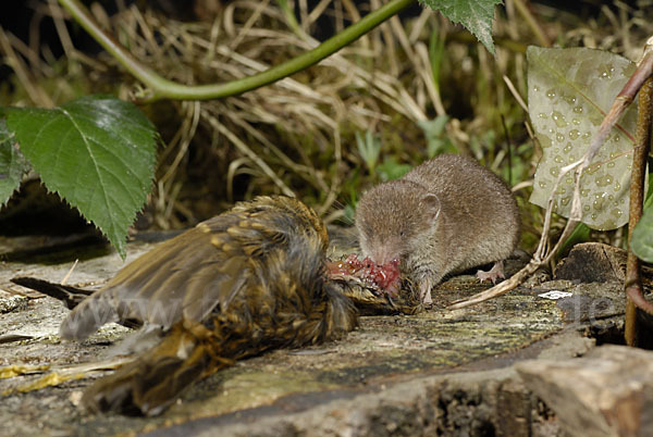 Hausspitzmaus (Crocidura russula)