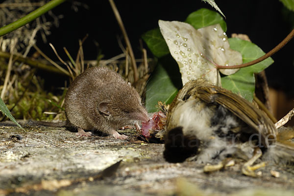 Hausspitzmaus (Crocidura russula)