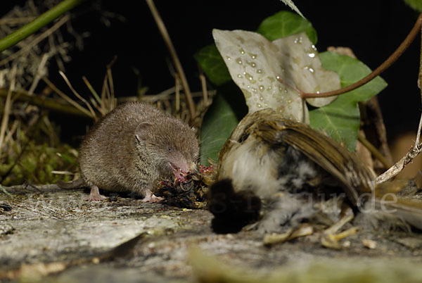 Hausspitzmaus (Crocidura russula)