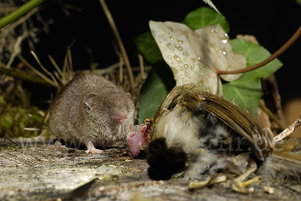 Hausspitzmaus (Crocidura russula)