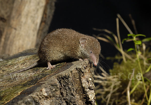 Hausspitzmaus (Crocidura russula)