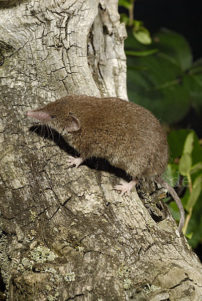 Hausspitzmaus (Crocidura russula)