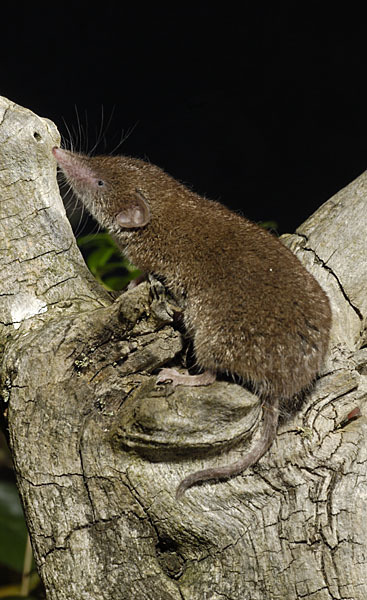 Hausspitzmaus (Crocidura russula)