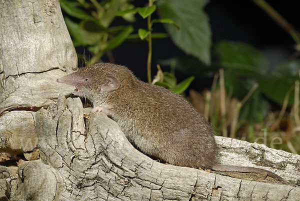 Hausspitzmaus (Crocidura russula)