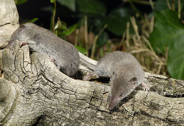 Hausspitzmaus (Crocidura russula)