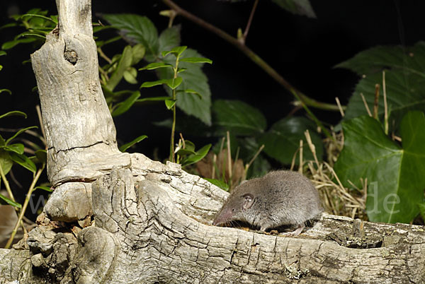 Hausspitzmaus (Crocidura russula)