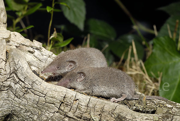 Hausspitzmaus (Crocidura russula)