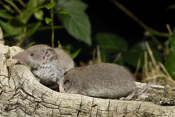 Hausspitzmaus (Crocidura russula)