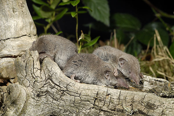 Hausspitzmaus (Crocidura russula)