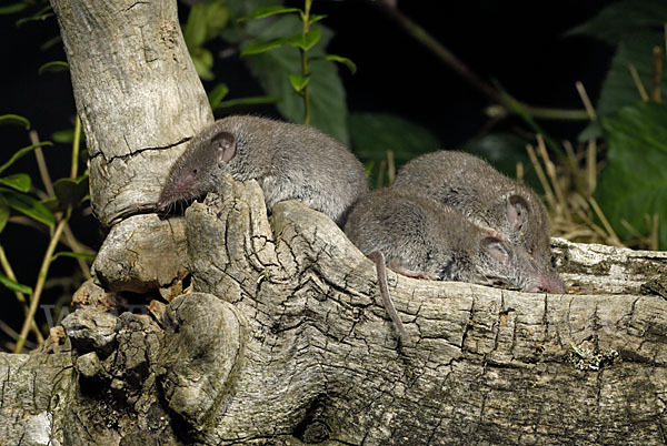 Hausspitzmaus (Crocidura russula)