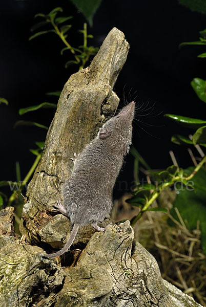 Hausspitzmaus (Crocidura russula)