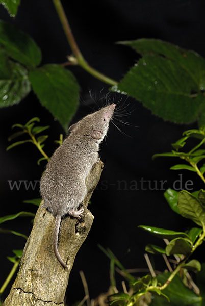 Hausspitzmaus (Crocidura russula)