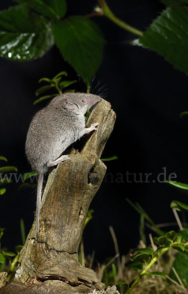 Hausspitzmaus (Crocidura russula)