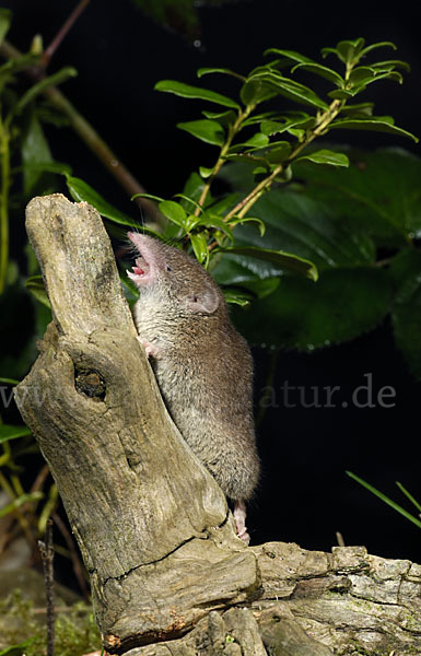 Hausspitzmaus (Crocidura russula)