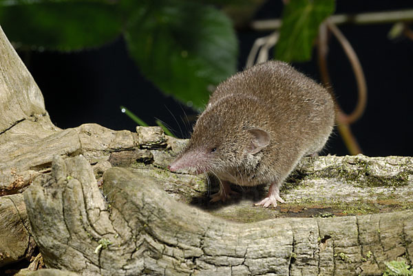 Hausspitzmaus (Crocidura russula)