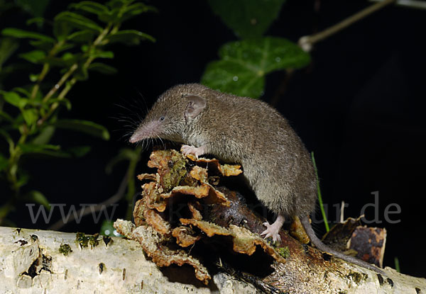 Hausspitzmaus (Crocidura russula)