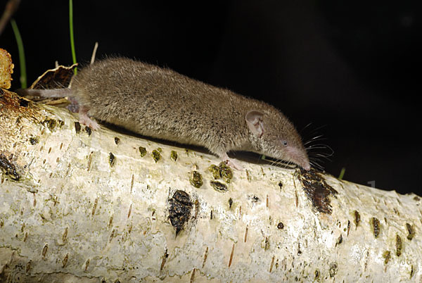 Hausspitzmaus (Crocidura russula)