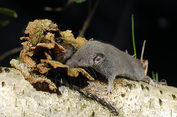 Hausspitzmaus (Crocidura russula)